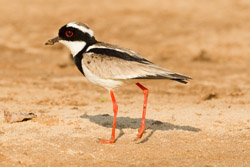 plover